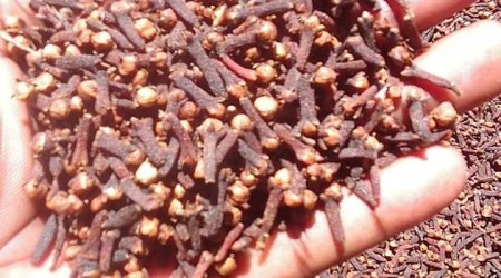 cloves drying