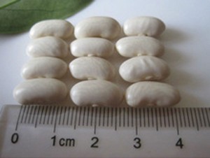 white beans size